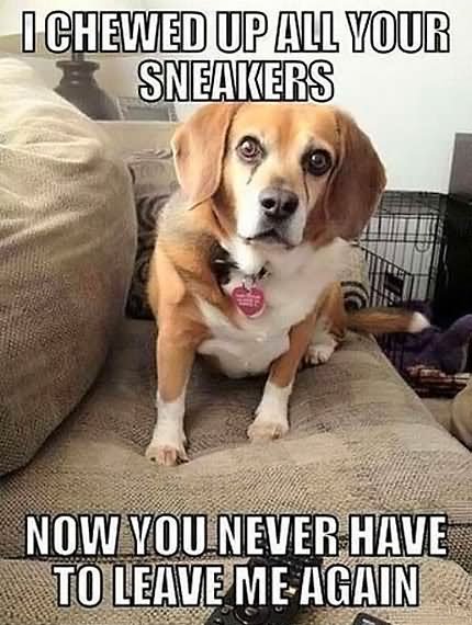 I Chewed Up All Your Sneakers Funny Pet Meme Image