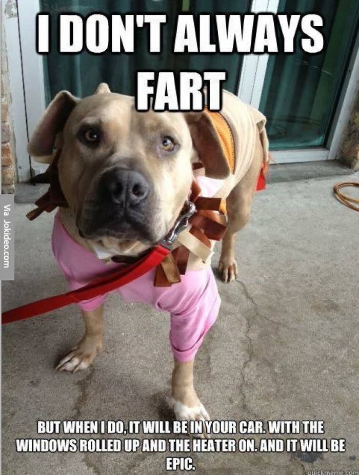 I Don't Always Fart Funny Pet Meme Picture For Facebook