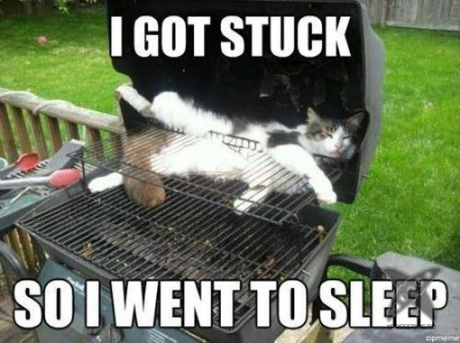 I Got Stuck So I Went To Sleep Funny Pet Meme Image