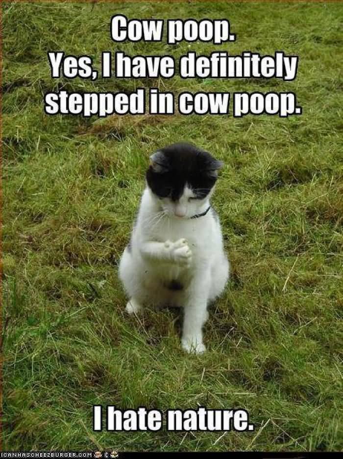 I Have Definitely Stepped In Cow Poop Funny Nature Meme Photo