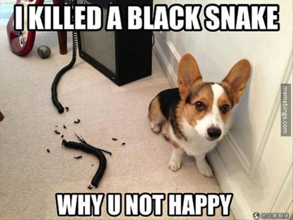 33 Most Funniest Pet Meme Pictures And Images