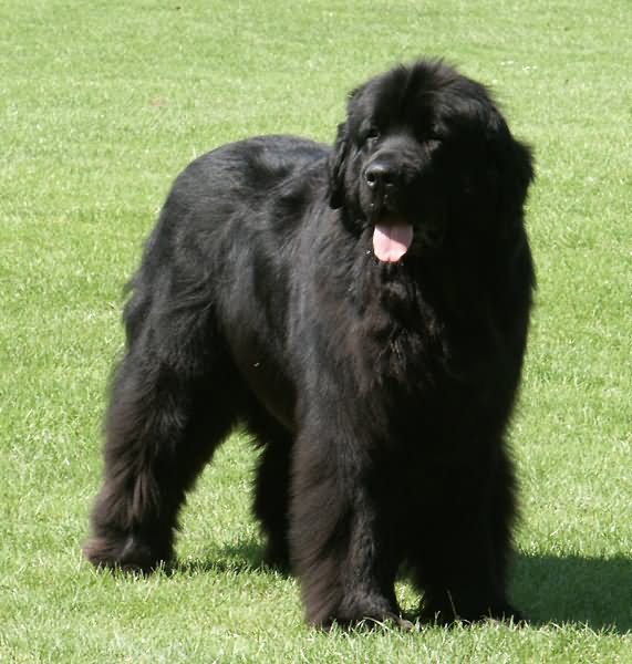 Long Hair Black Newfoundland Dog Outside Picture