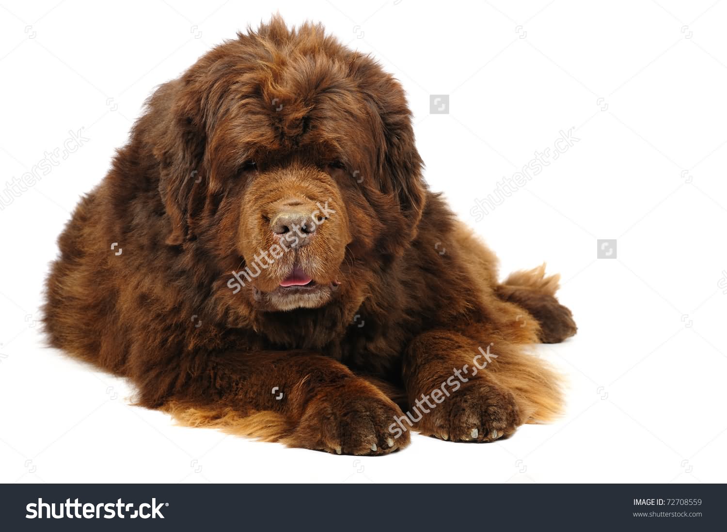 Long Hair Newfoundland Brown Dog Sitting