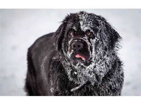 Newfoundland Dog Covered With Snow