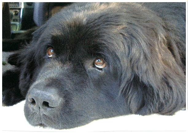 Newfoundland Dog Face Closeup Picture
