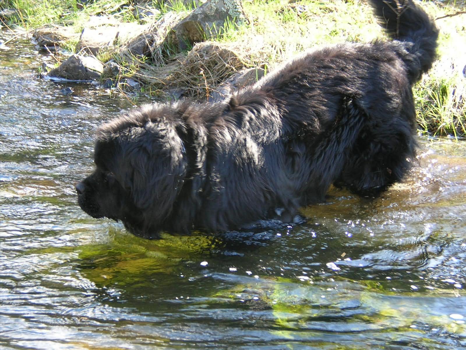 Newfoundland Dog Going For a Swim