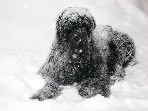 Newfoundland Dog In Snow