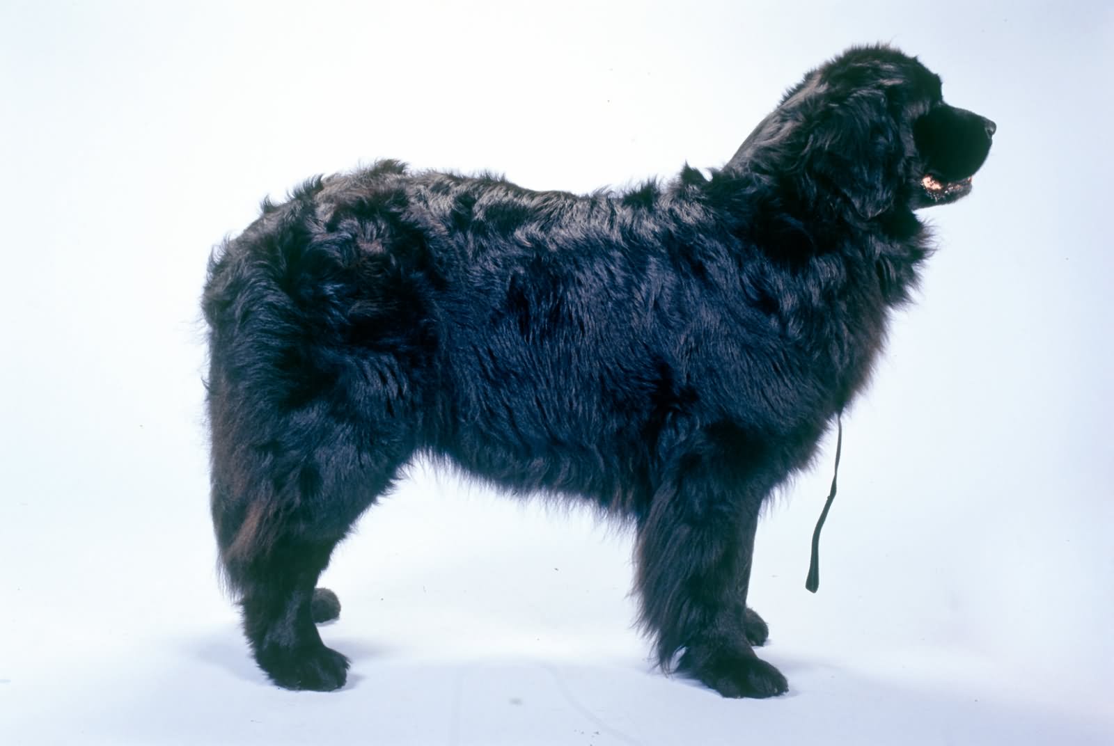 Newfoundland Dog Picture