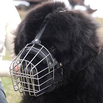 Newfoundland Dog Wearing Muzzle