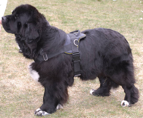 Newfoundland Dog Wearing Nylon Harness
