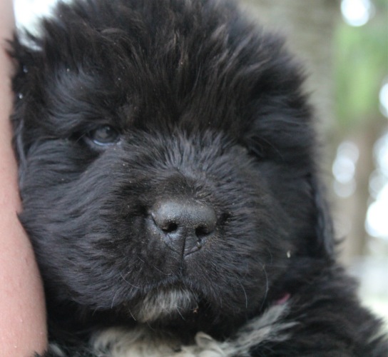 Newfoundland Puppy Closeup Face Picture