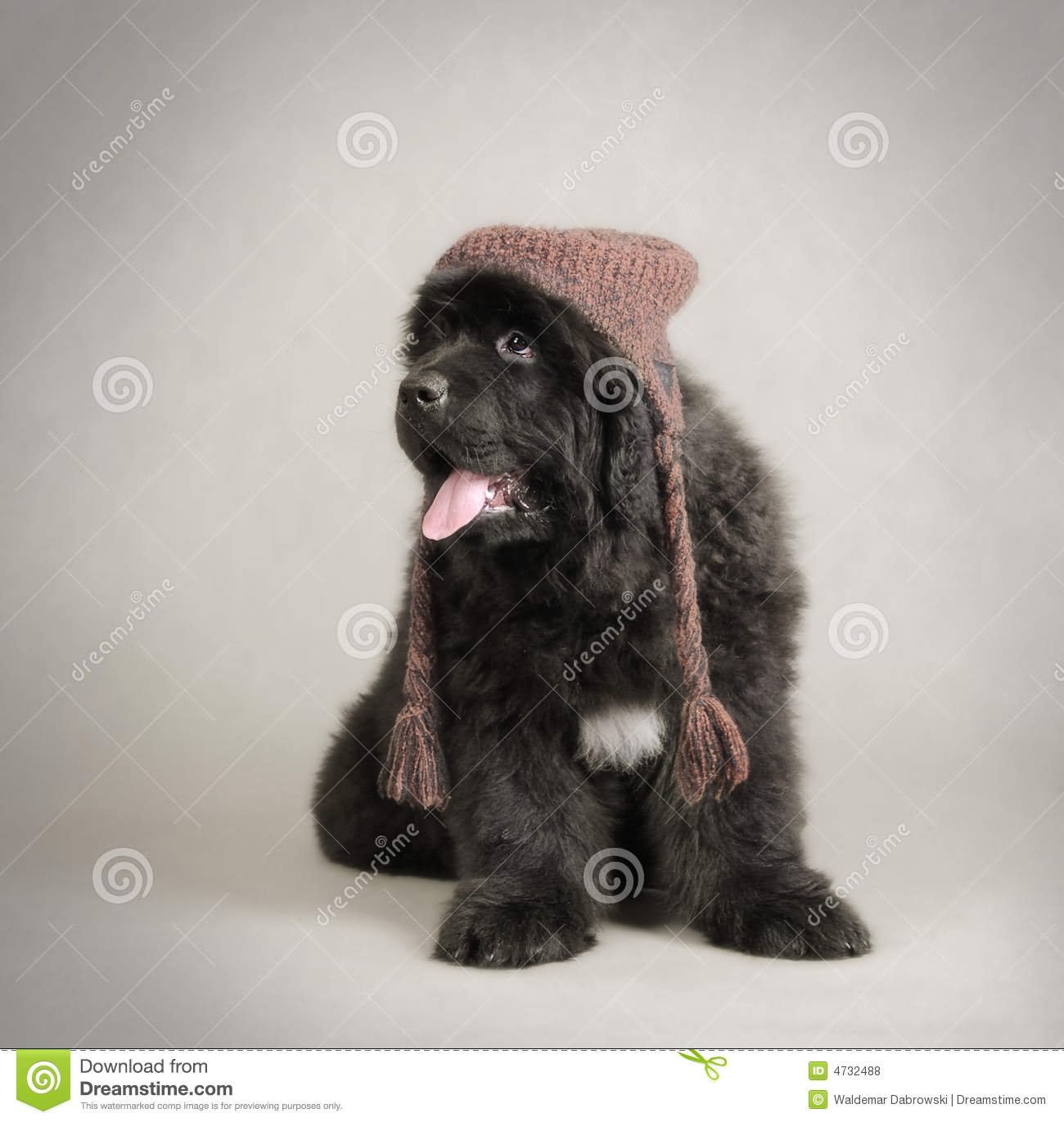 Newfoundland Puppy Dog Wearing Scarf