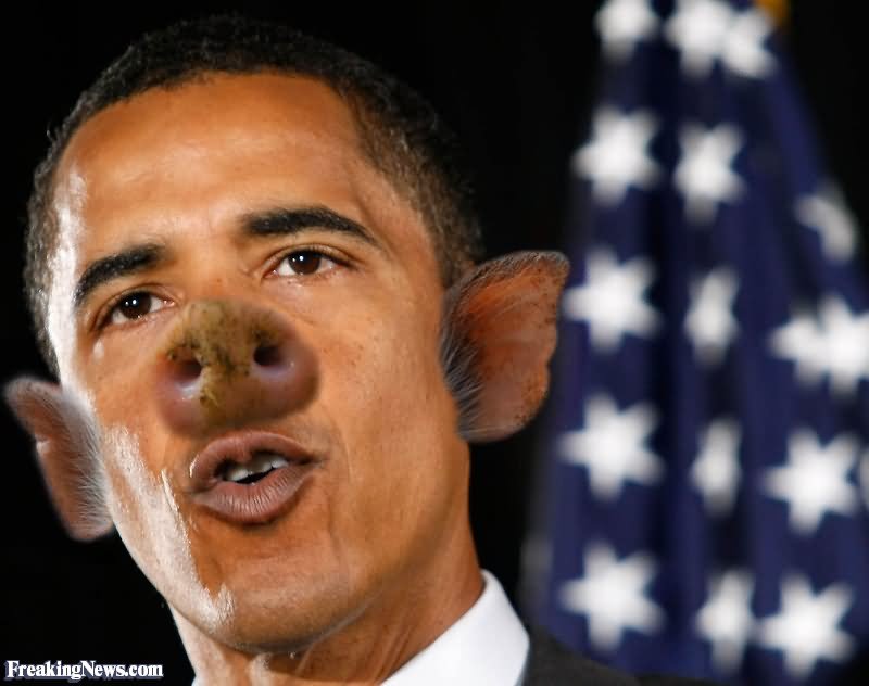 Obama With Pig Face Funny Picture For Facebook