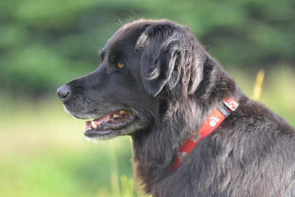 Side Pose Of Black Newfoundland Dog