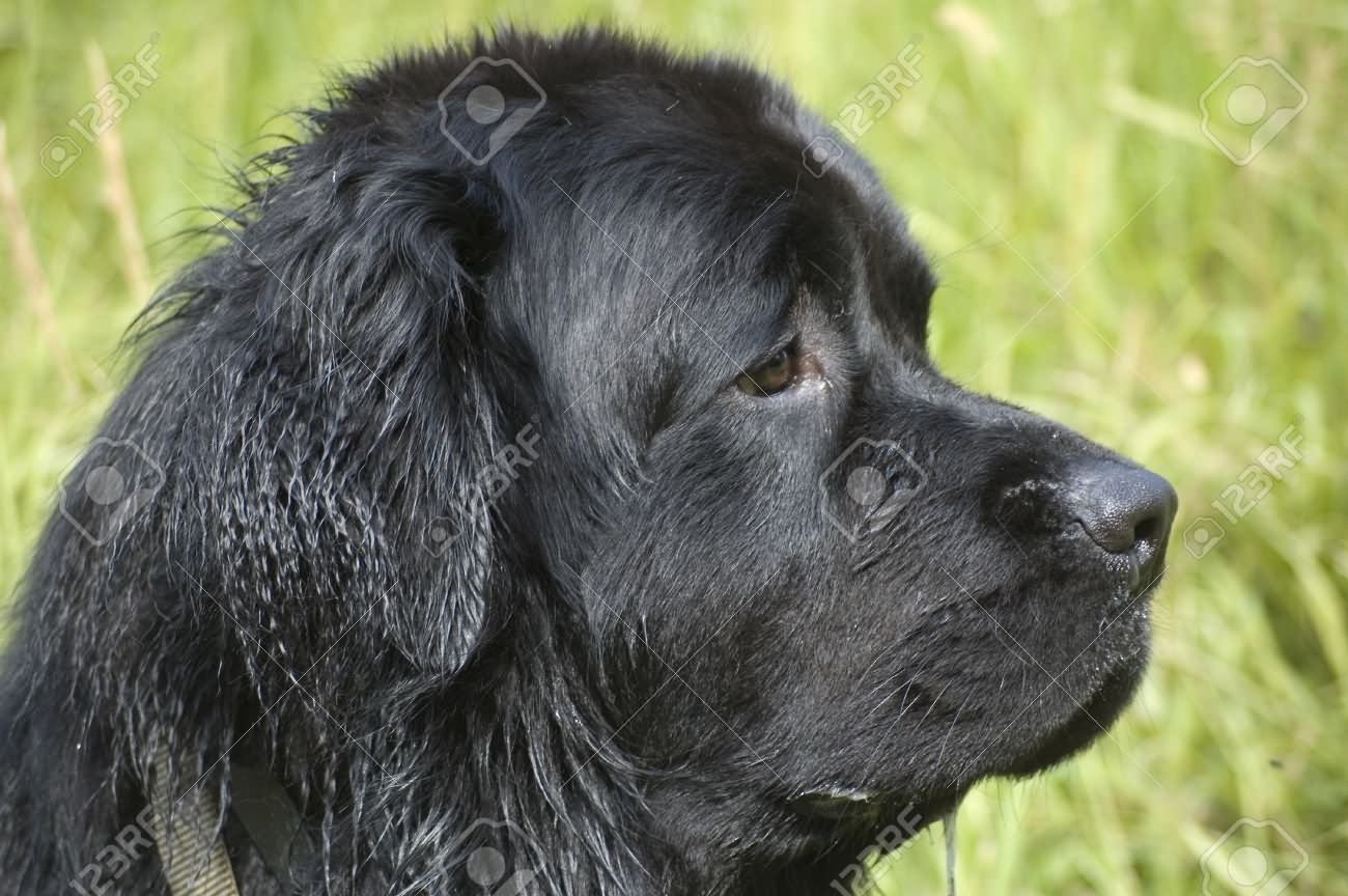 Side Pose Of Newfoundland Dog