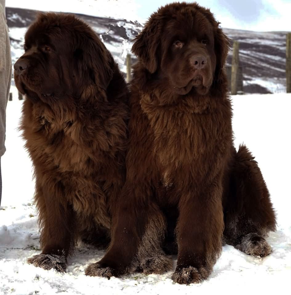 Two Beautiful Brown Newfoundland Dogs Sitting On Snow