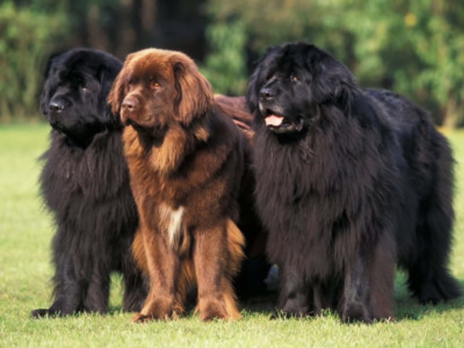 Two Black And One Brown Newfoundland Dogs