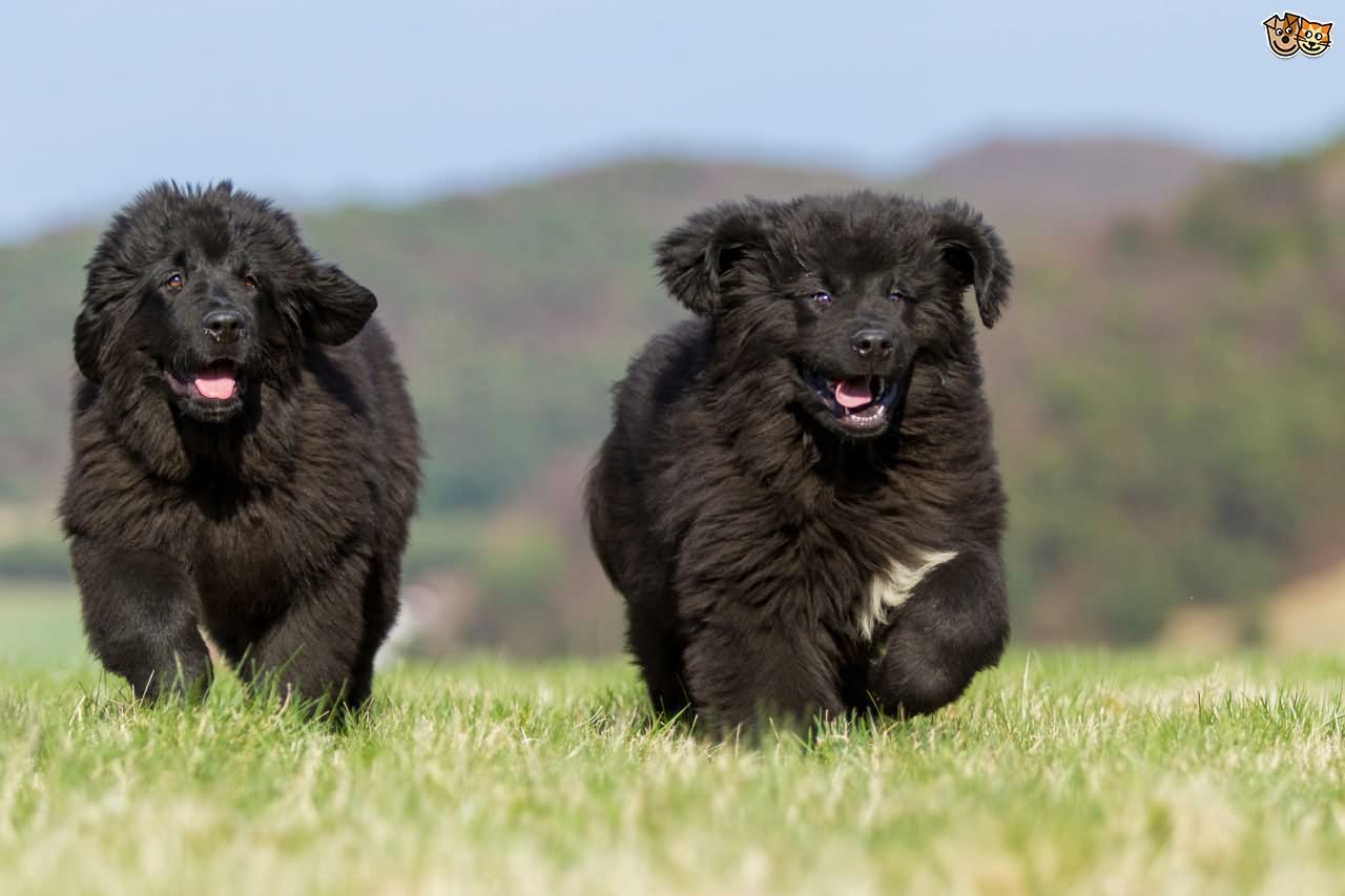 Two Black Newfoundland Puppies Running