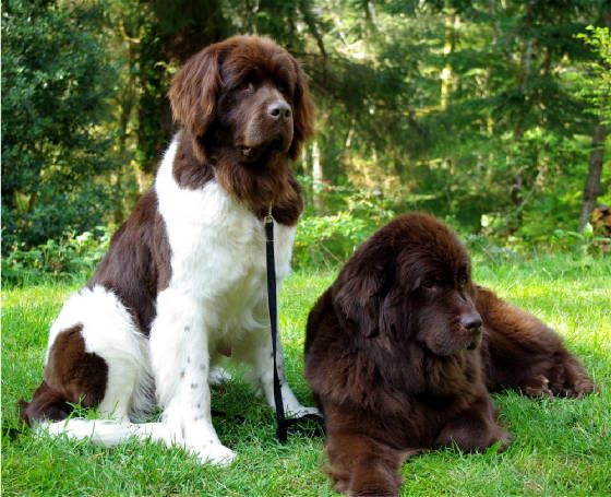 Two Brown Newfoundland Dogs Sitting