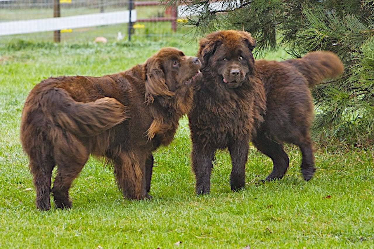 Two Brown Newfoundland Dogs