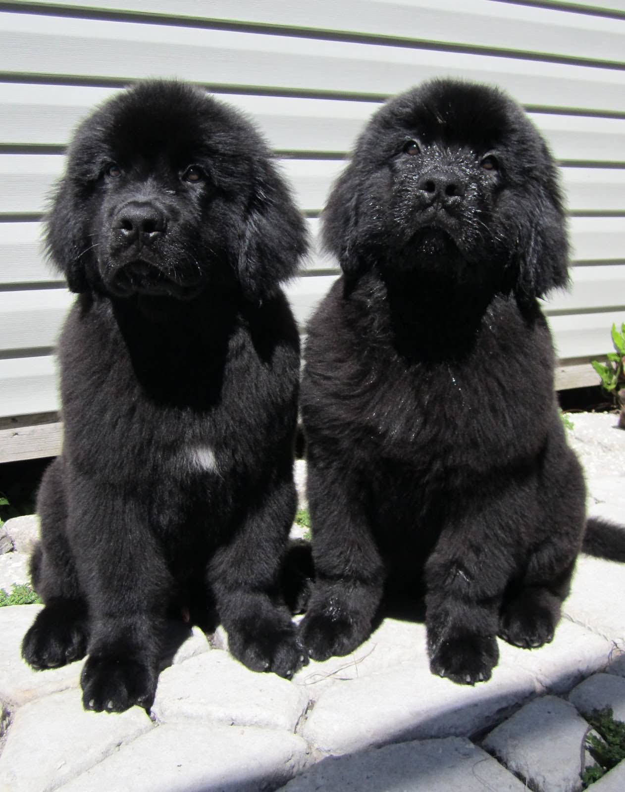 Two Cute Newfoundland Puppies Picture