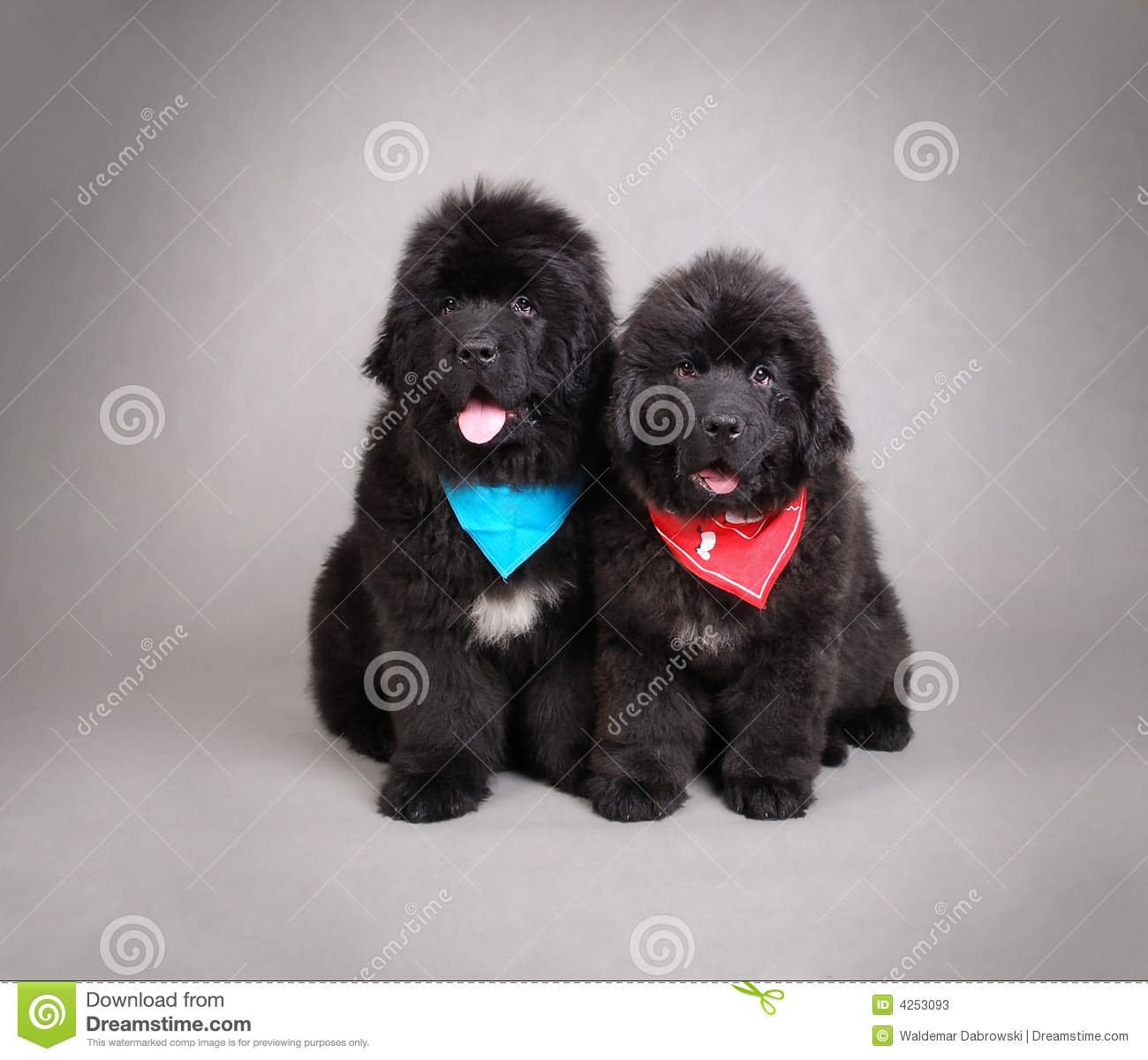 Two Cute Newfoundland Puppies Sitting