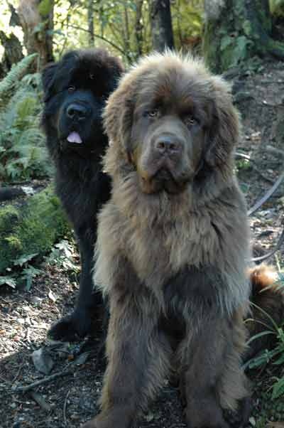 Two Newfoundland Dogs Outside
