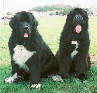 Two Newfoundland Dogs Sitting Outside