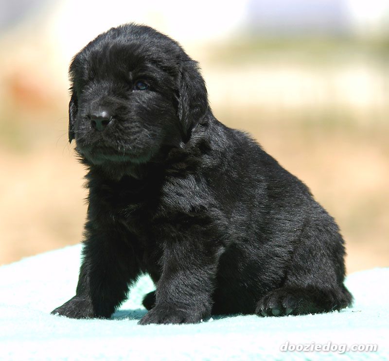 Very Cute Little Black Newfoundland Puppy