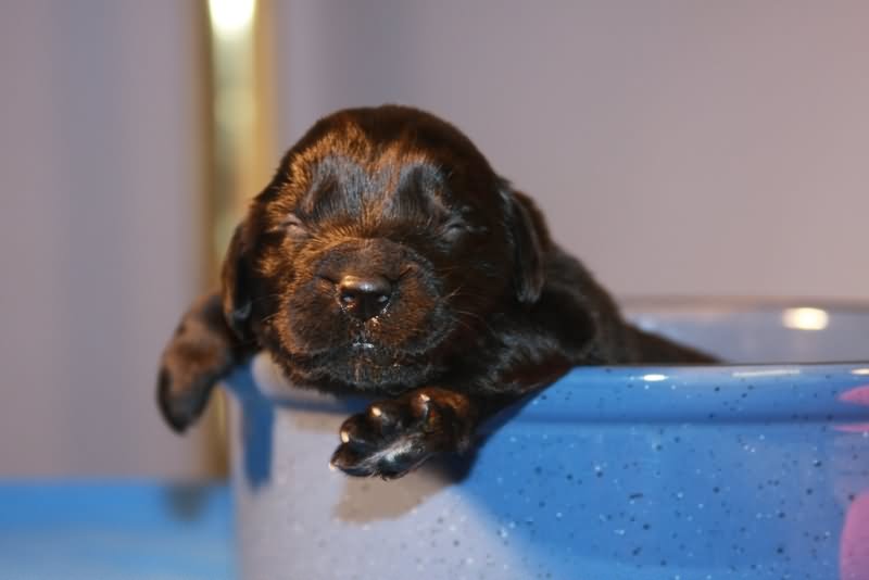 Very Little Newfoundland Puppy In Tub