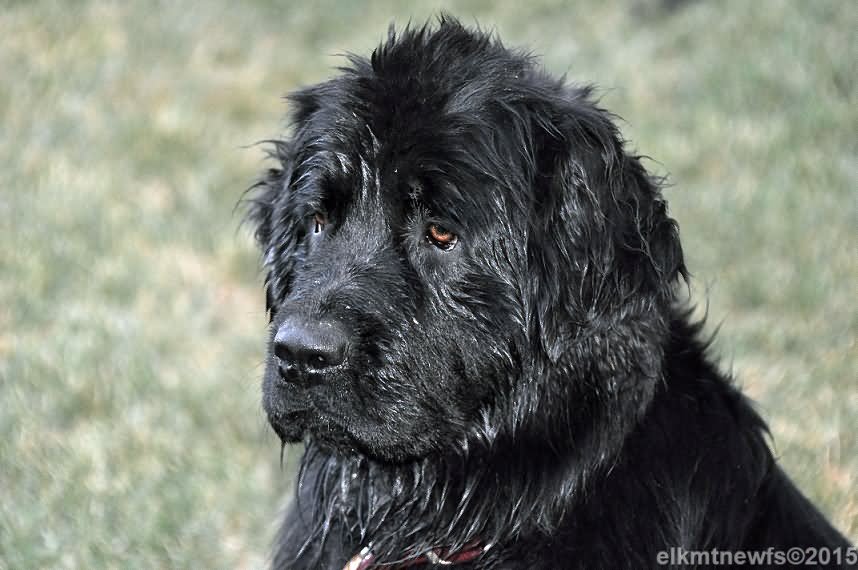 Wet Black Female Newfoundland Dog