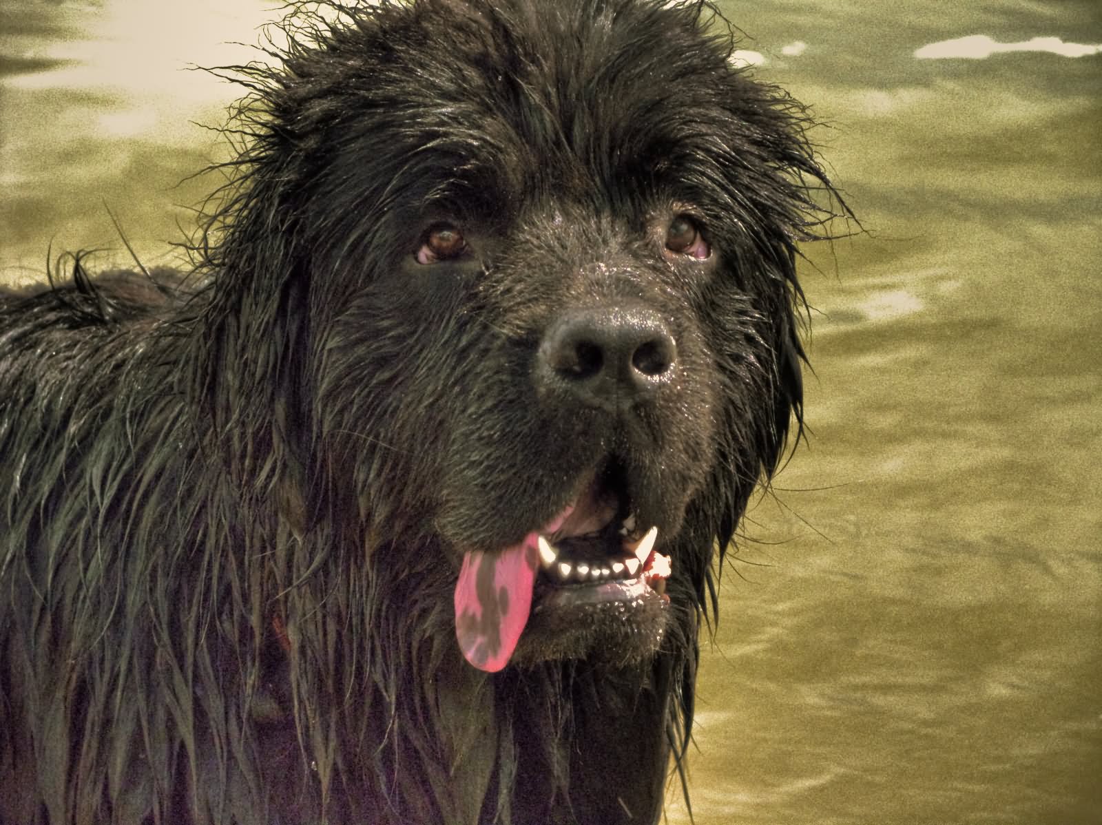 Wet Black Newfoundland Dog