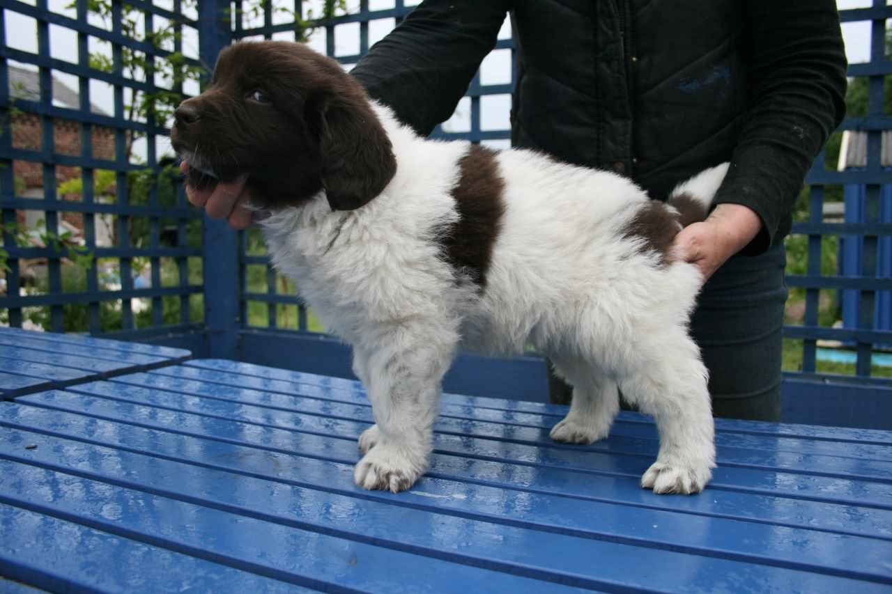 White And Brown Newfoundland Puppy