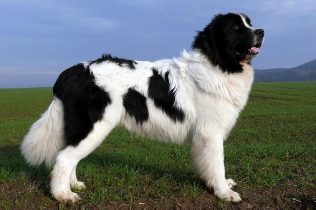 Adorable Black And White Newfoundland Standing Outside