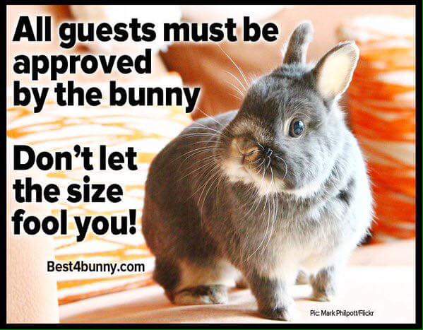 All Guests Must Be Approved By The Bunny Funny Rabbit Meme Image