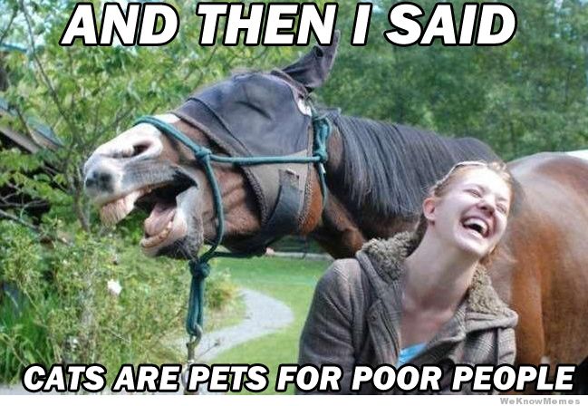 And Then I Said Cats Are Pets For Poor People Funny Horse Meme Photo For Whatsapp