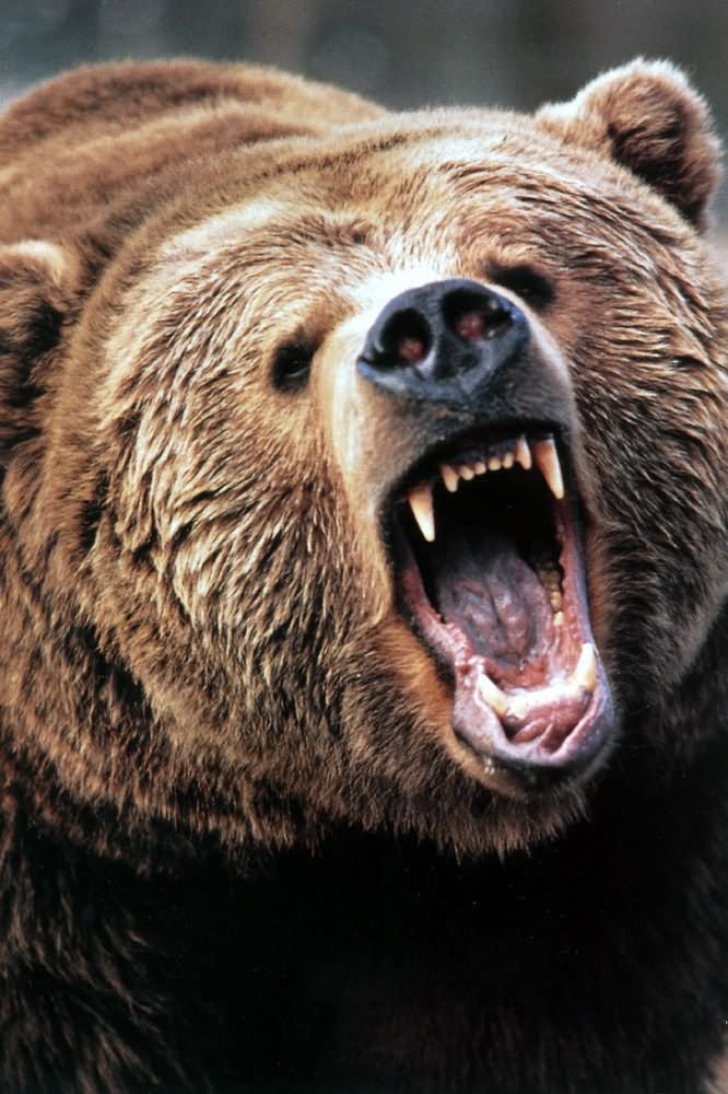 Angry Face Bear Funny Photo