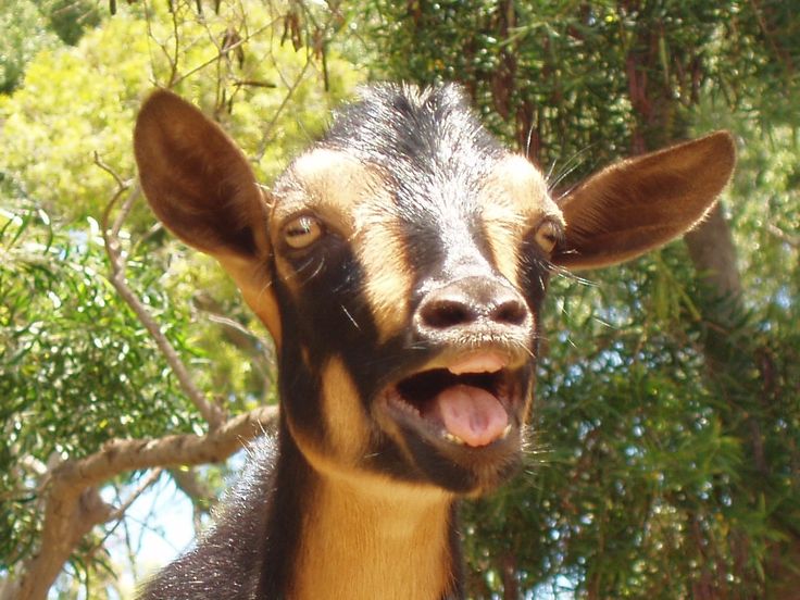 Angry Face Goat Funny Image