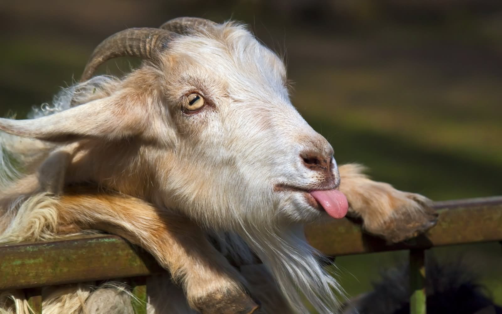 Baby Goat Funny Face Image