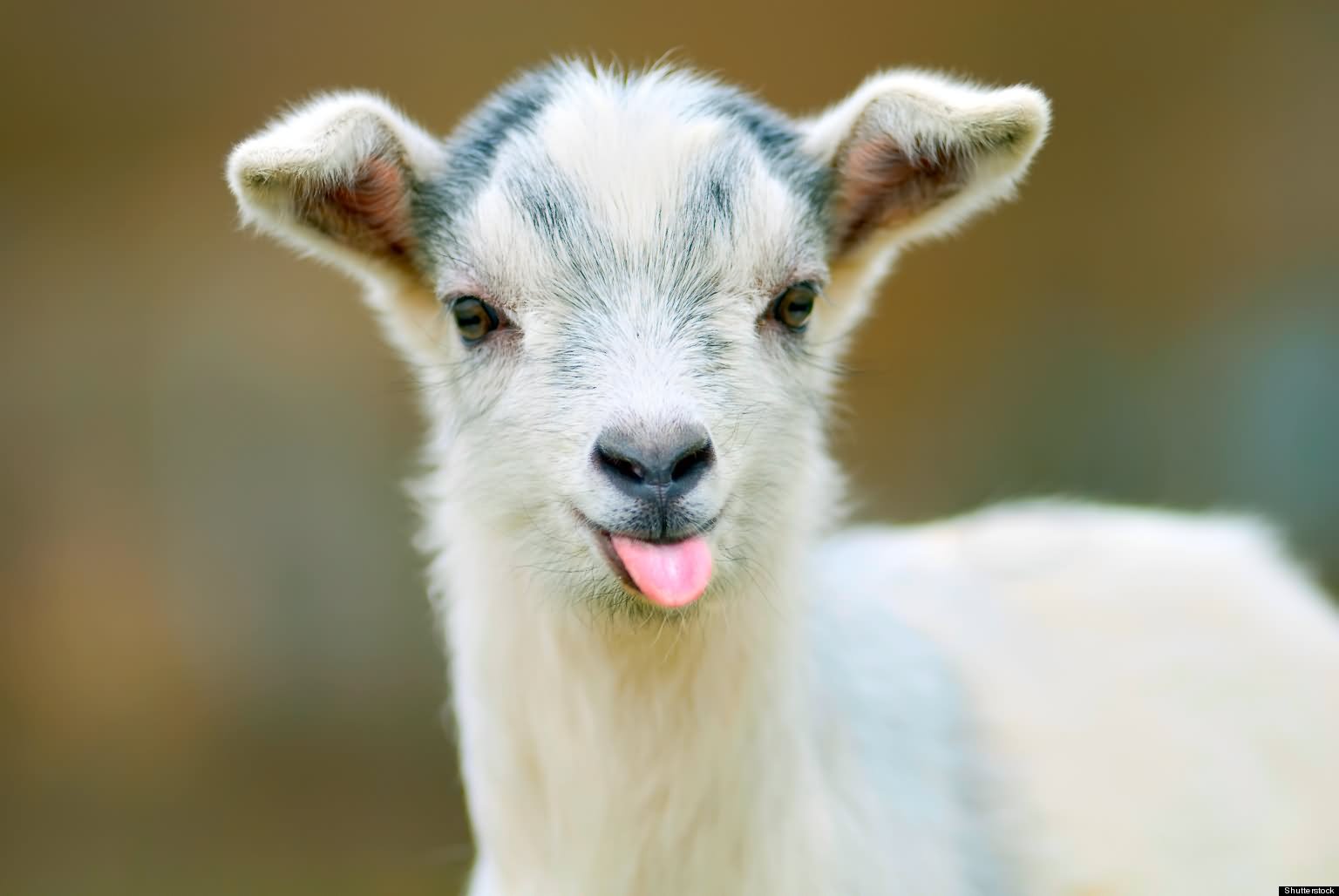 Rsultats de recherche dimages pour goat face