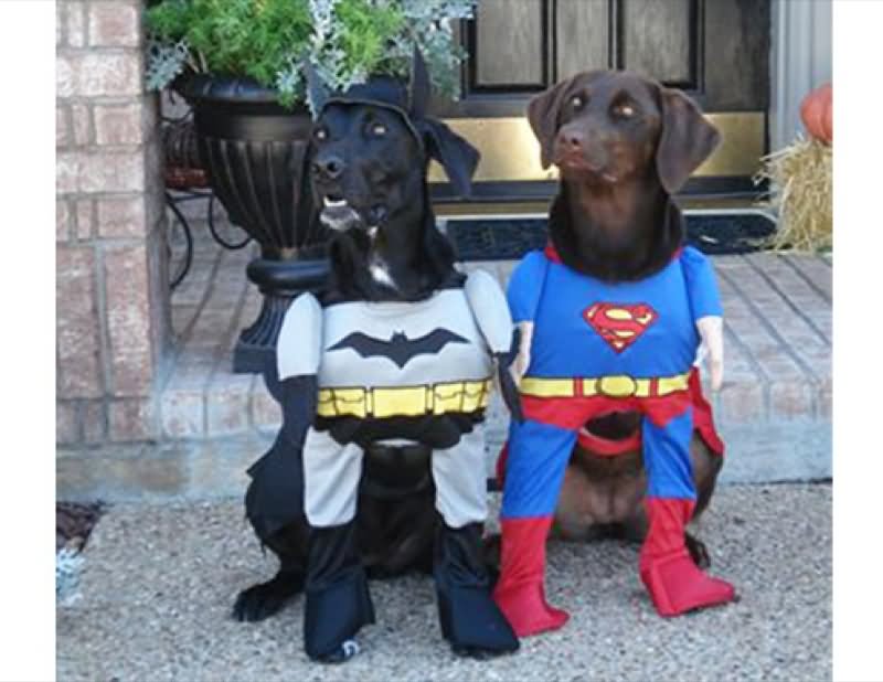 Batman And Superman Costumes For Pets Funny Image
