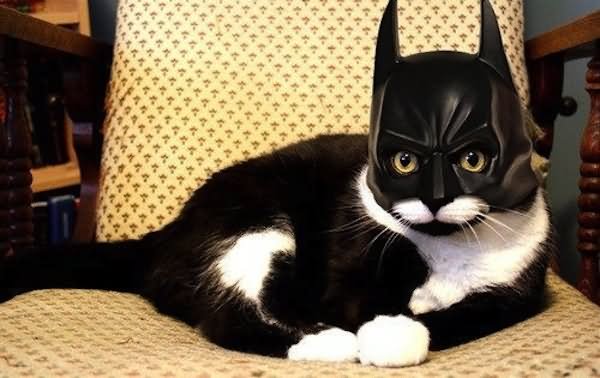 Batman Cat Costume Funny Picture
