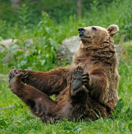 Bear Doing Yoga Funny Face Picture