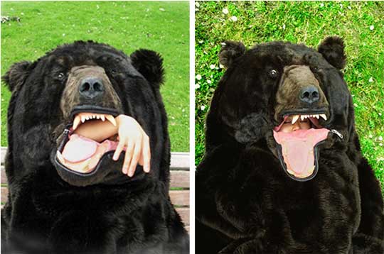 Bear Funny Faces Picture