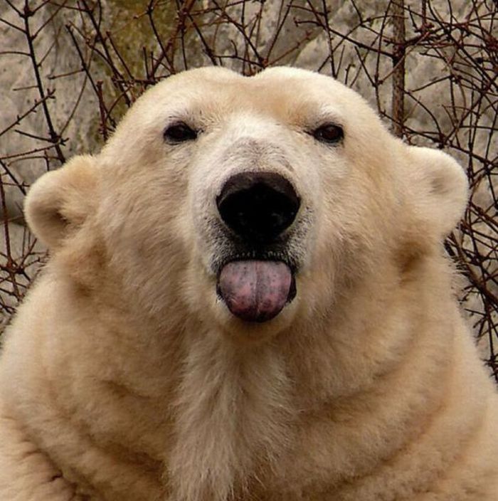 Bear Showing His Tongue Funny Face Picture