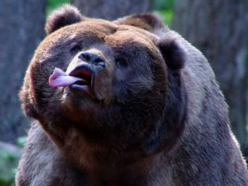Bear Showing Tongue With Fluffy Face Funny Image