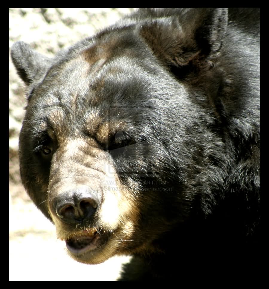 Bear Very Closeup Face Funny Picture