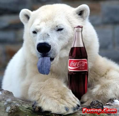 Bear With Coca-Cola Showing Tong Funny Face Photo For Facebook