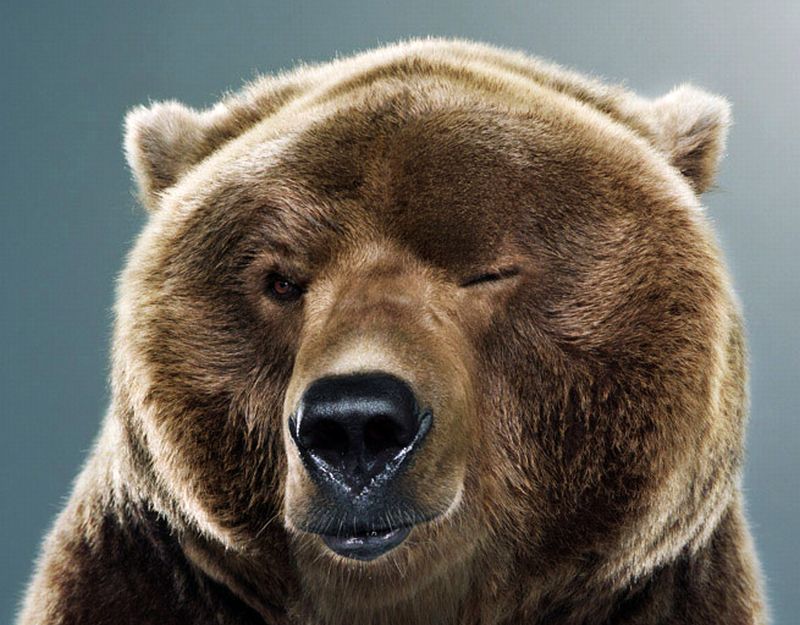 Bear With Funny Face Expression