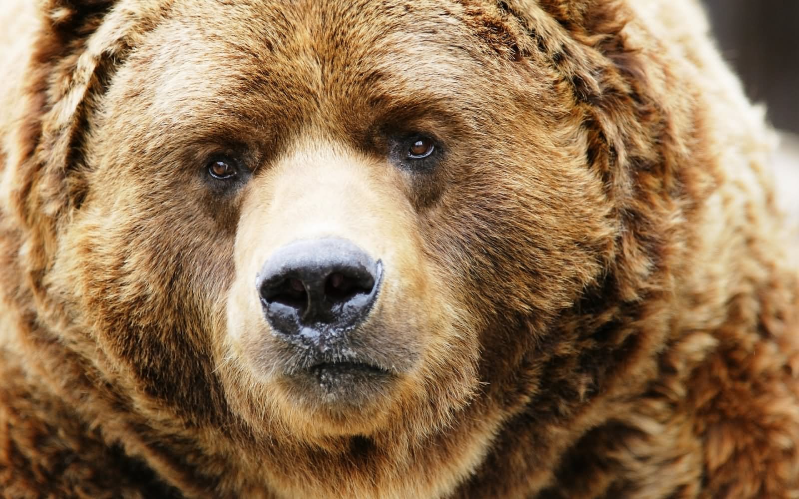 Bear With Sadness Face Funny Image